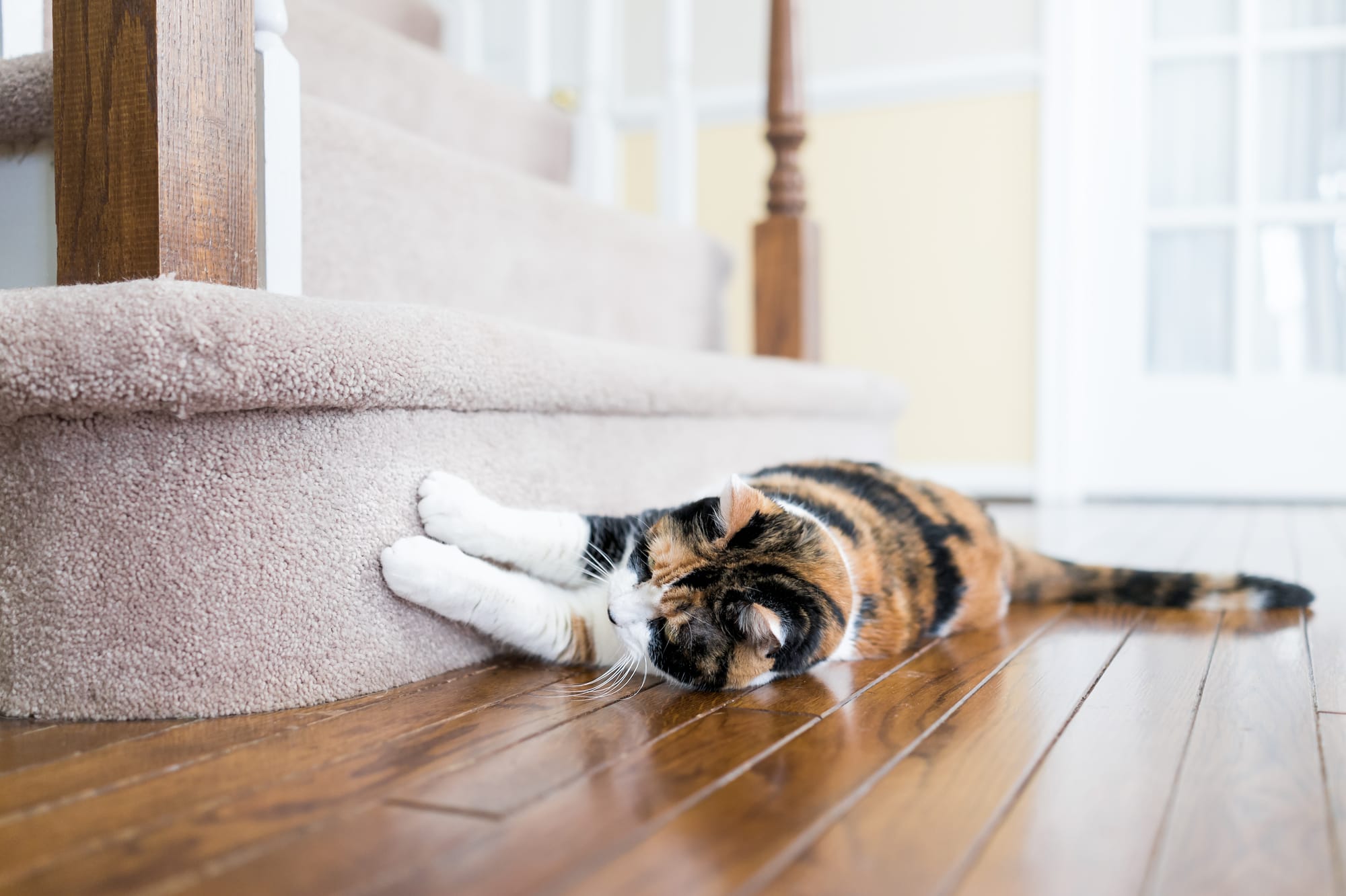 5 Ways to Create Safe Climbing Spaces for Your Cat at Home