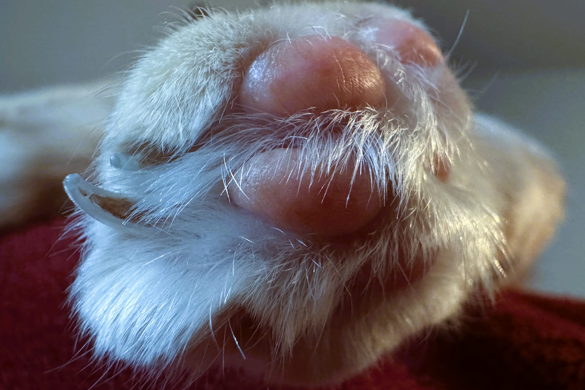 Exploring Cat Claw Hygiene: Methods and Tips for Cat Owners
