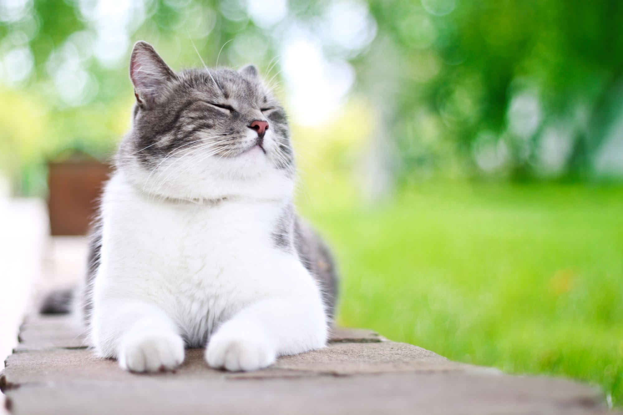 Encouraging Safe Outdoor Experiences for Cats