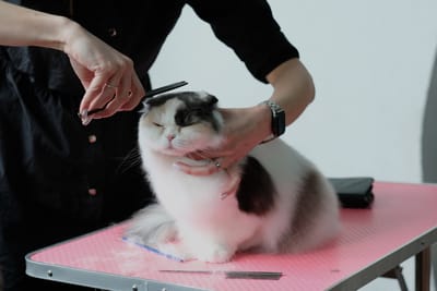 Essential Grooming Tips for Keeping Your Cat's Coat Healthy