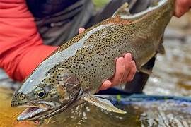 Mastering the Art of Fly Fishing: Steelhead in the Great Lakes