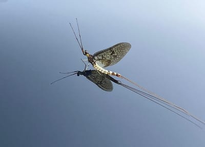 Wisconsin Aquatic Insects Hatch Chart