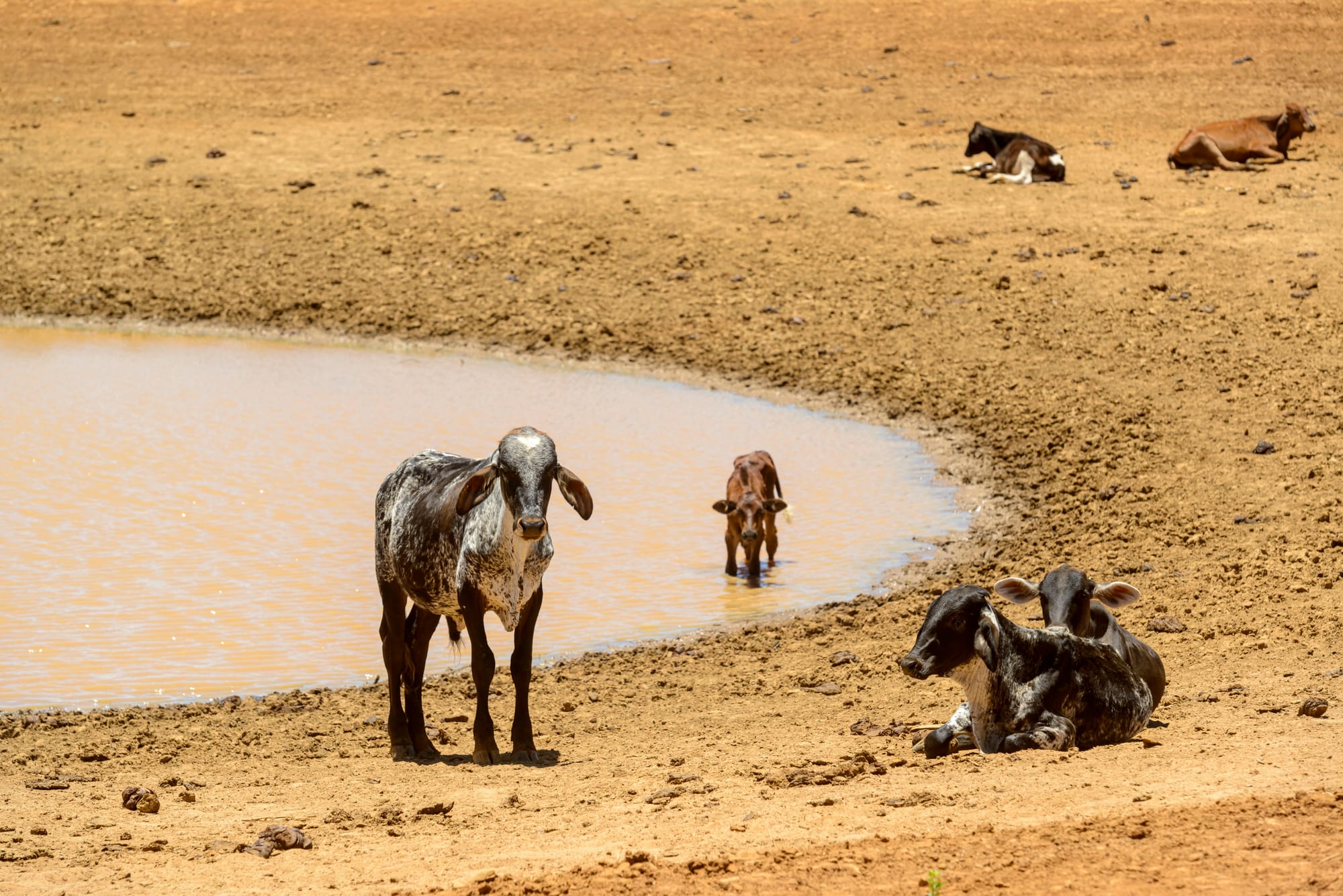 Climate change forecasts according to the meteorological service