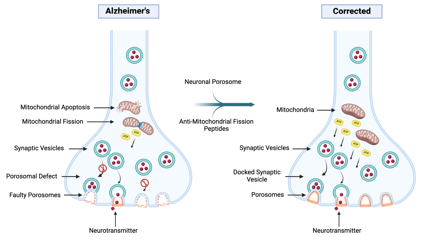 Porosome & Peptide Therapy: A Biologic Rescue from Alzheimer’s    (A New, Safe, & Effective Treatment for AD)