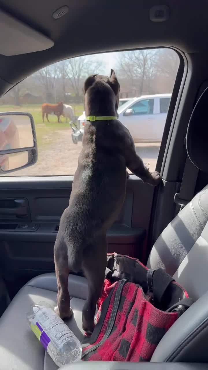 Toxin Venomsson (Pending)