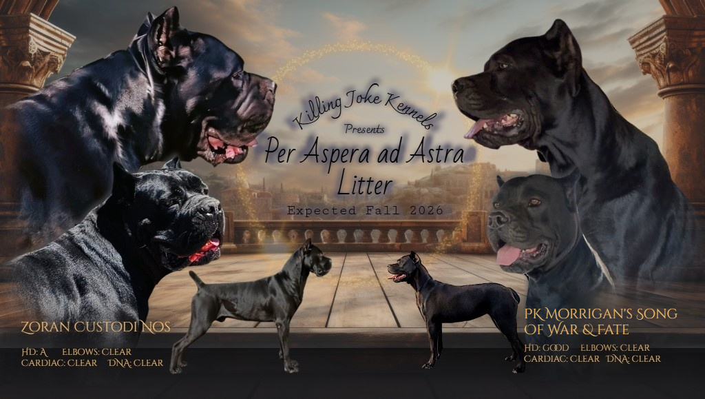 Per Aspera ad Astra Litter (Zoran Custodi Nos x PK Morrigan Song of War & Fate )