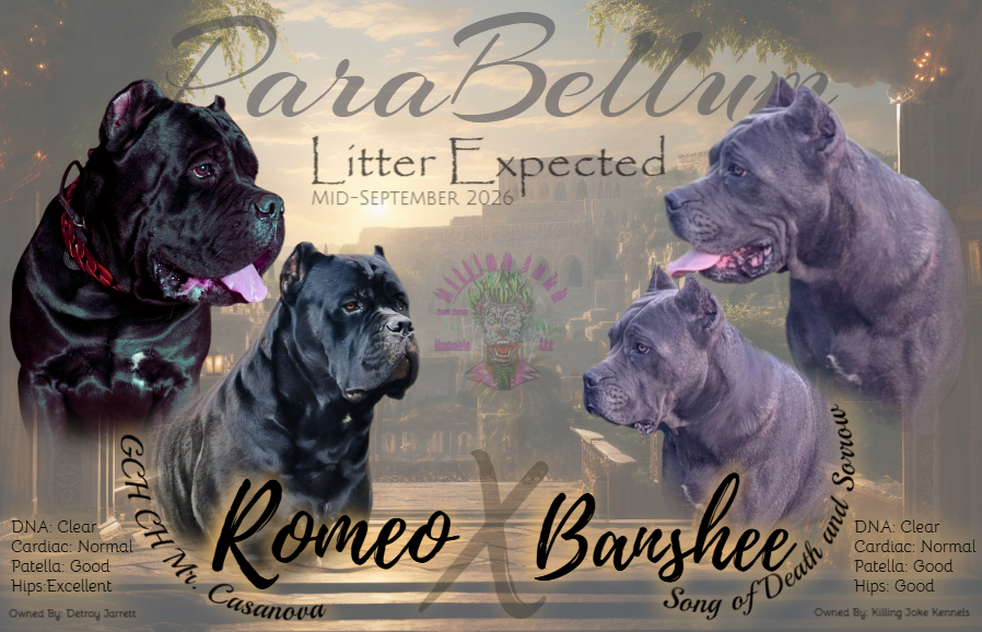 Para Bellum Litter (GCH CH Mr. Casanova "Romeo" x PK Banshee Song of Death & Sorrow)