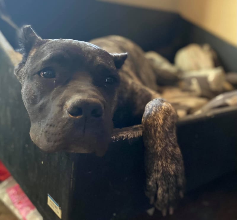 Killing Joke's 3K Scream