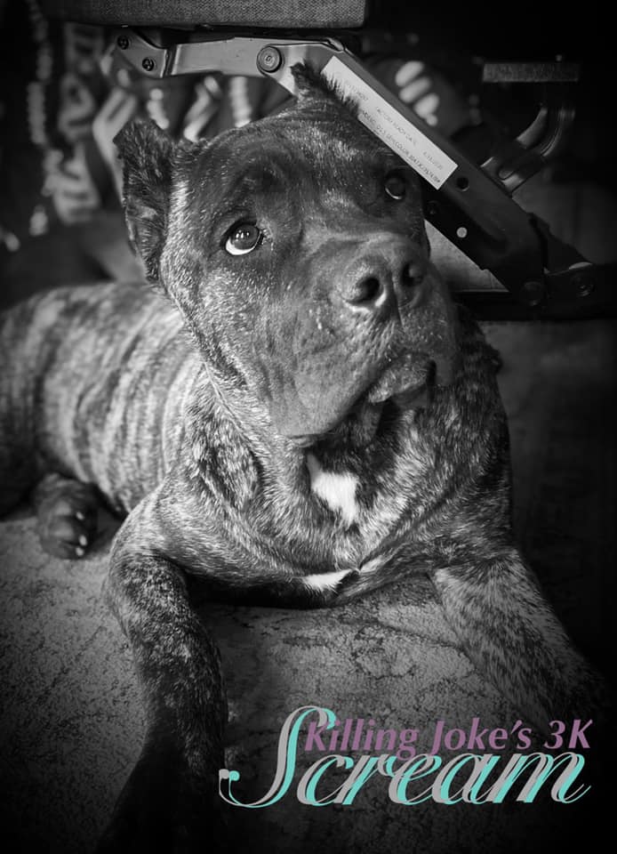 Killing Joke's 3K Scream