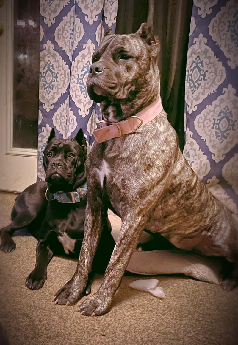 Killing Joke's 3K Scream