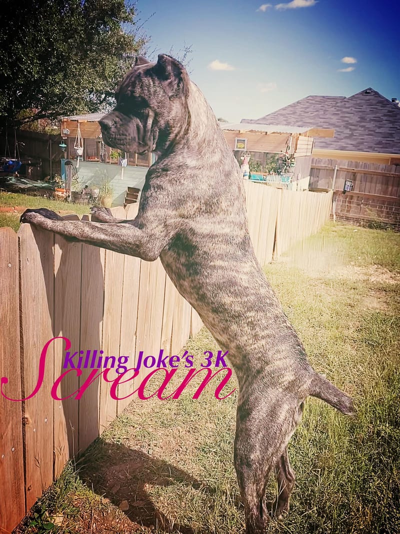 Killing Joke's 3K Scream