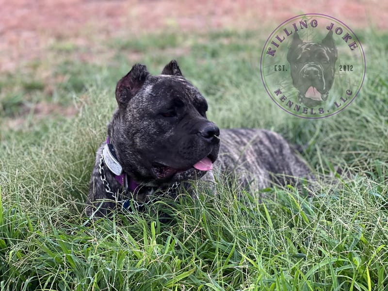 Killing Joke's 3K Scream