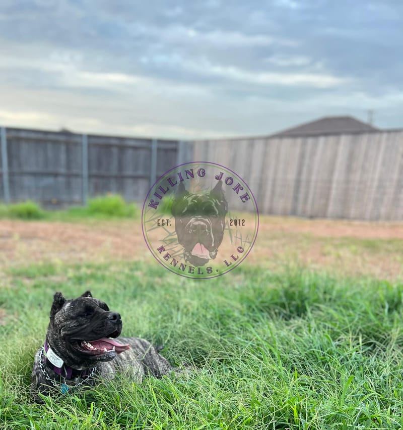 Killing Joke's 3K Scream