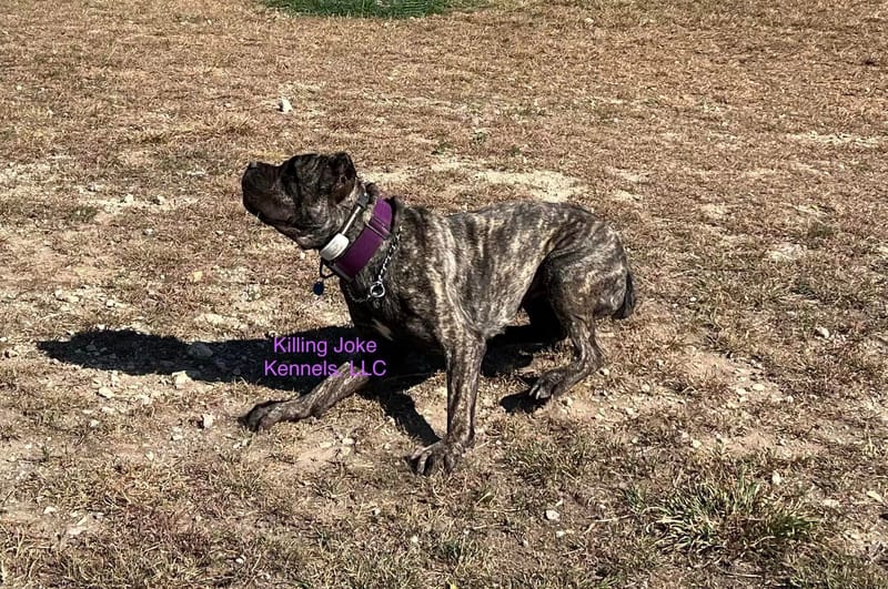 Killing Joke's 3K Scream