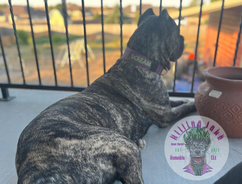 Killing Joke's 3K Scream