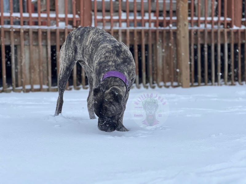 Killing Joke's 3K Scream