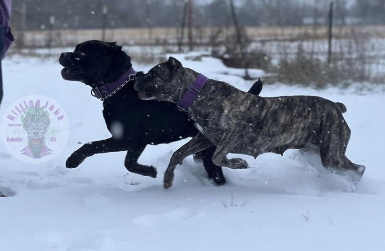 Killing Joke's 3K Scream