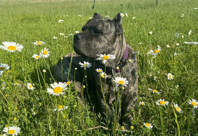 Killing Joke's 3K Scream