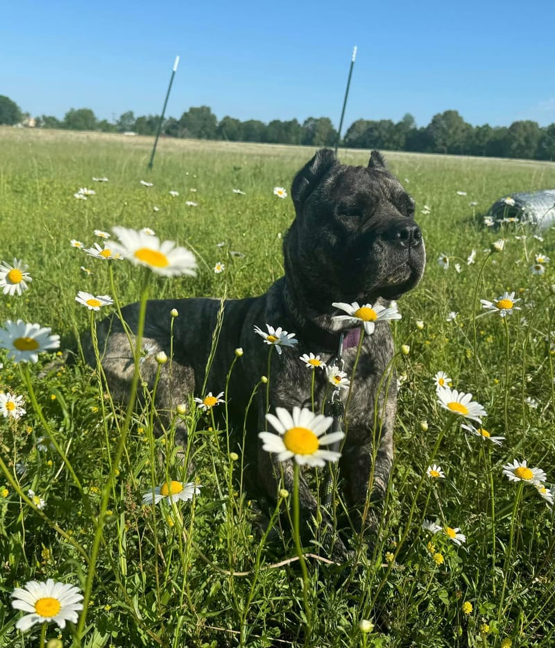 Killing Joke's 3K Scream