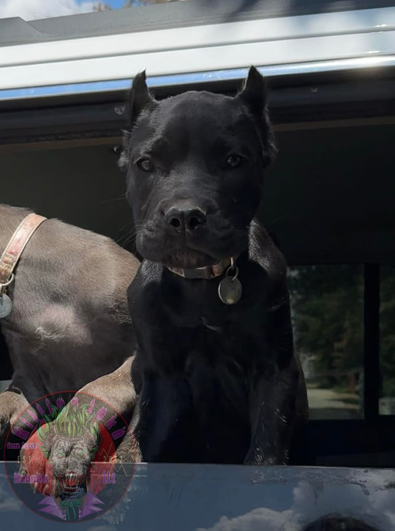 KJCC Morrigan's Song of War & Fate