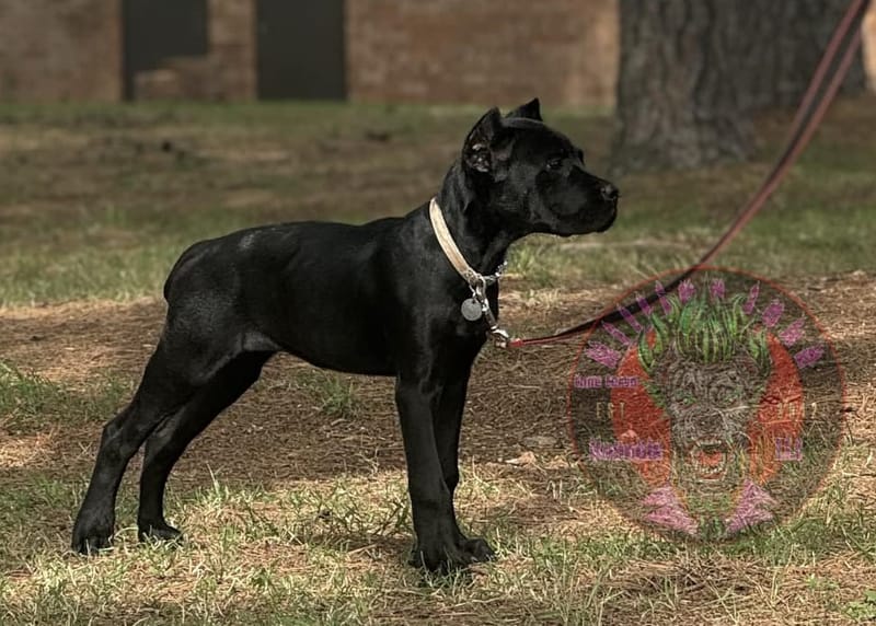 KJCC Morrigan's Song of War & Fate