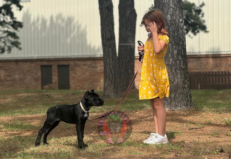 KJCC Morrigan's Song of War & Fate