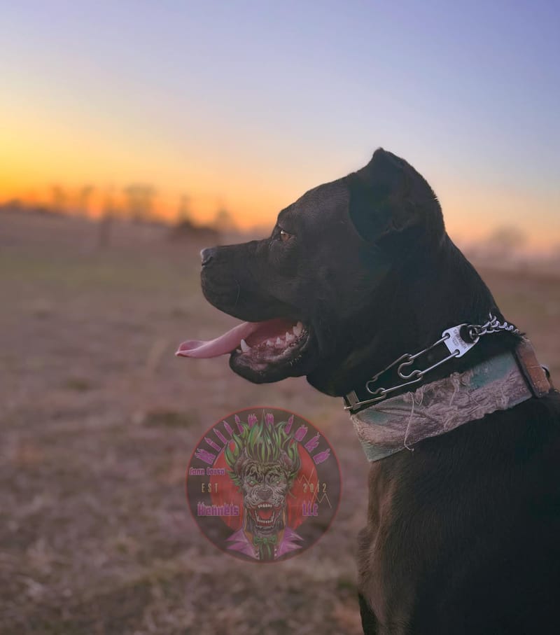 KJCC Morrigan's Song of War & Fate