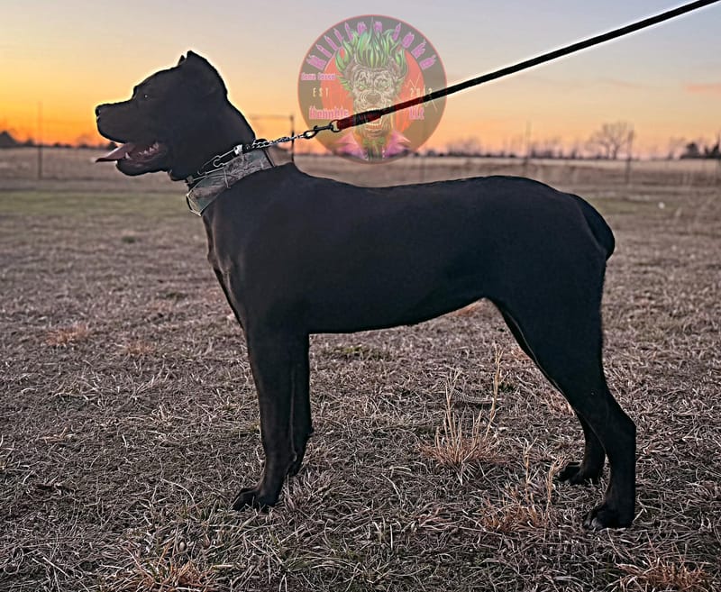 KJCC Morrigan's Song of War & Fate