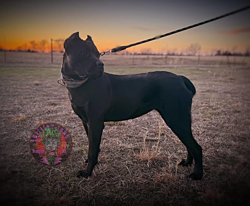 KJCC Morrigan's Song of War & Fate