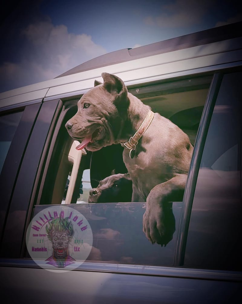 KJCC Banshee Song of Death & Sorrow