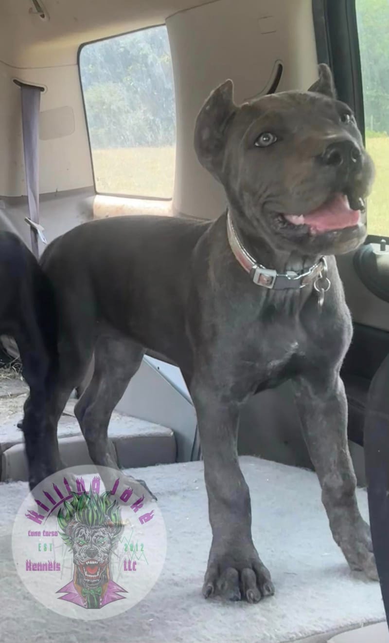 KJCC Banshee Song of Death & Sorrow