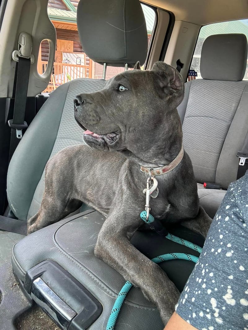 KJCC Banshee Song of Death & Sorrow