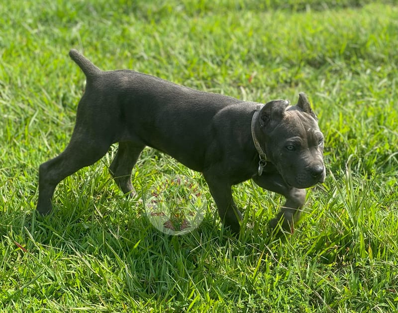 KJCC Banshee Song of Death & Sorrow