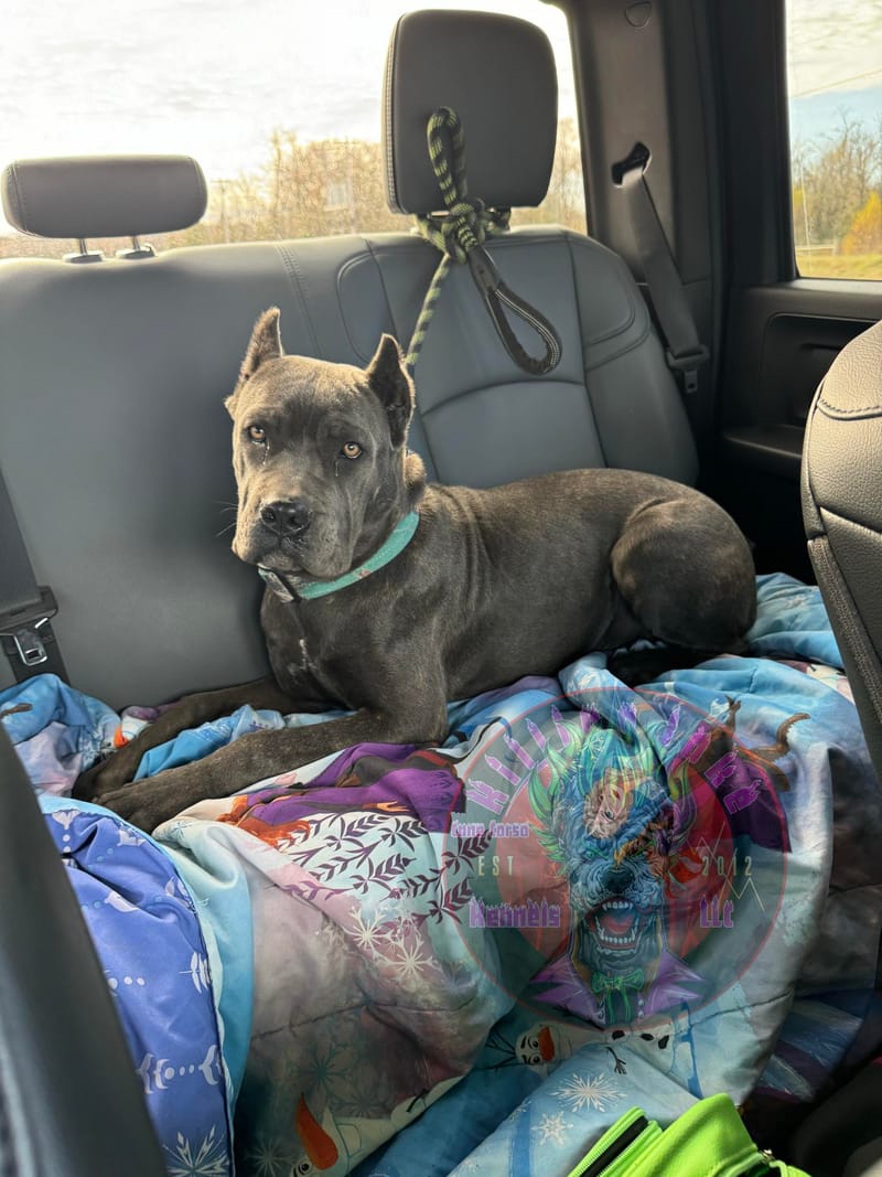 KJCC Banshee Song of Death & Sorrow