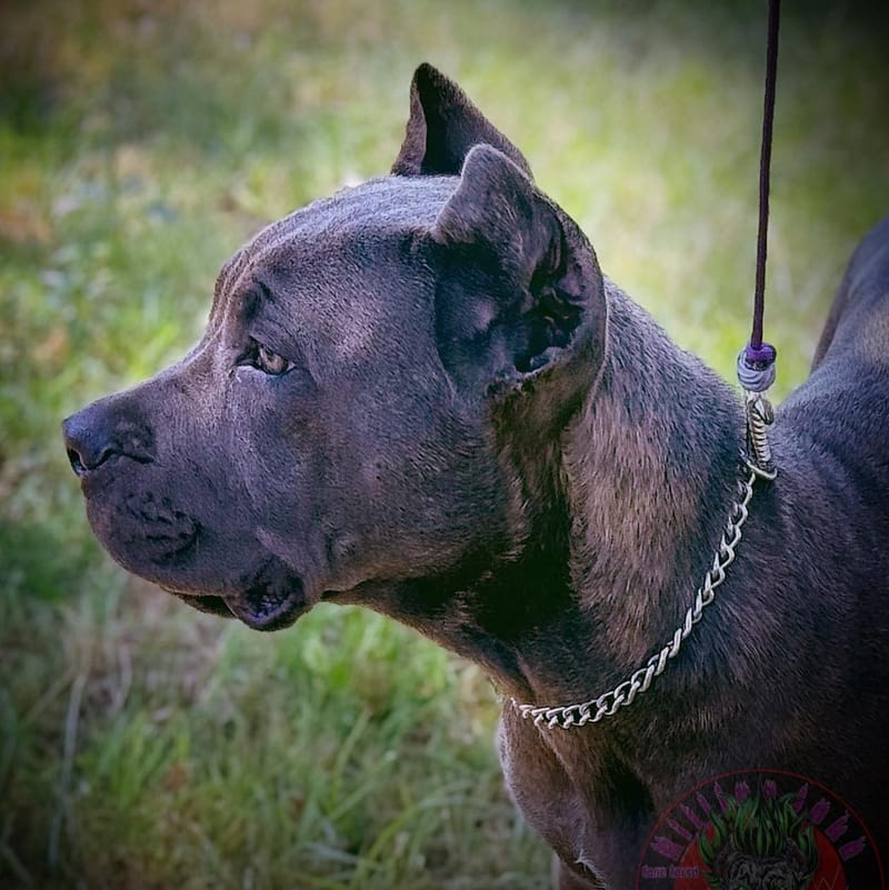 KJCC Banshee Song of Death & Sorrow