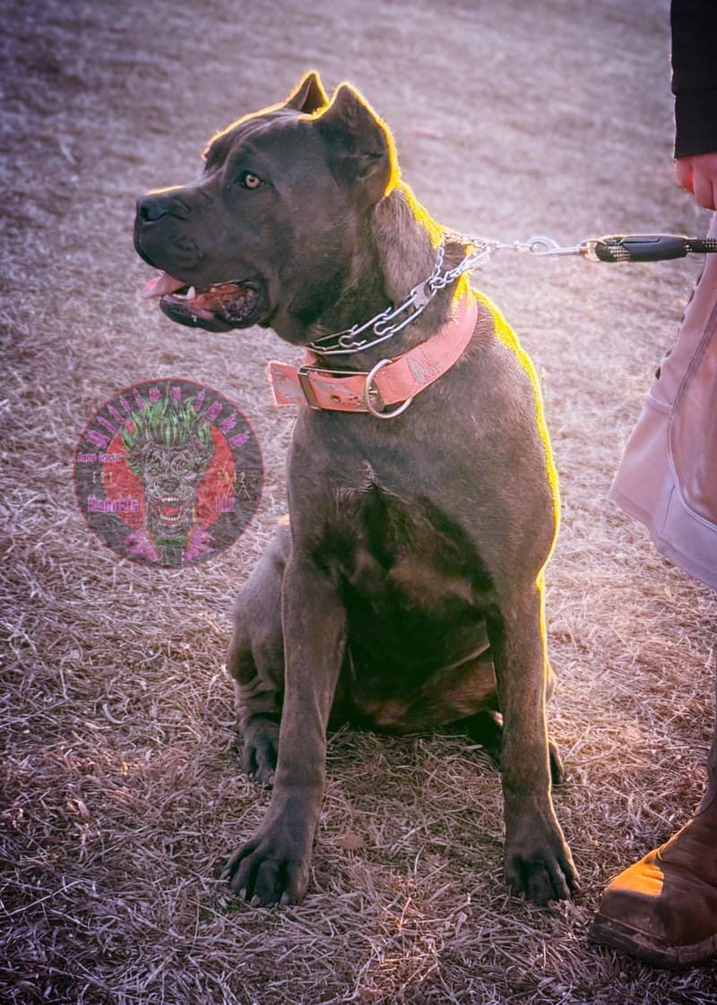 KJCC Banshee Song of Death & Sorrow