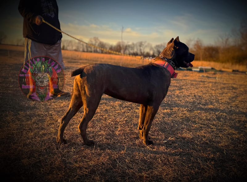 KJCC Banshee Song of Death & Sorrow