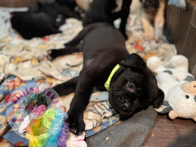 Toxin Venomsson (Pending)