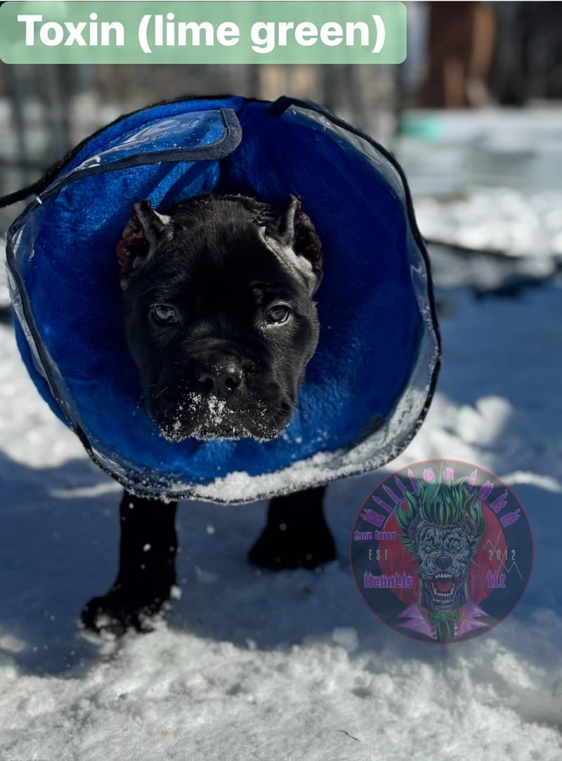 Toxin Venomsson (Pending)