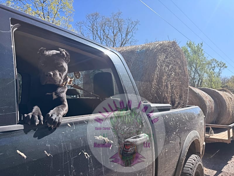 Toxin Venomsson (Pending)