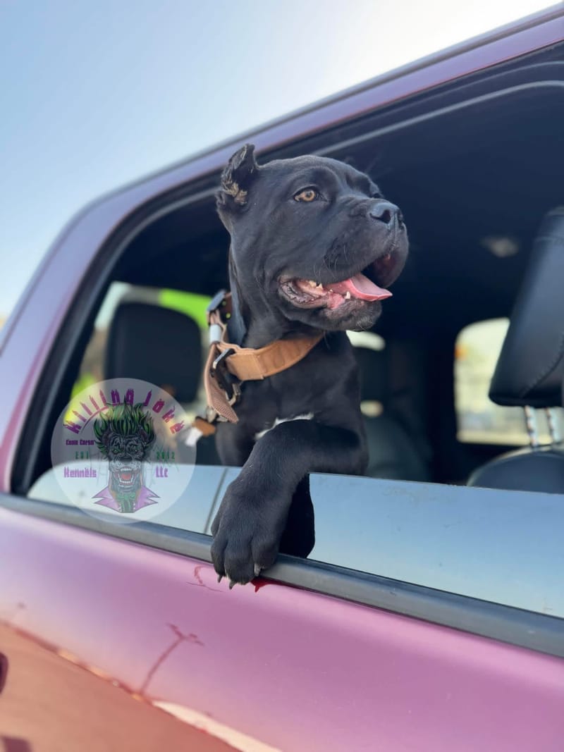 Toxin Venomsson (Pending)