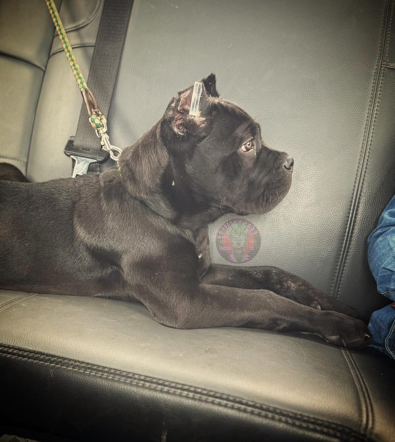 Toxin Venomsson (Pending)