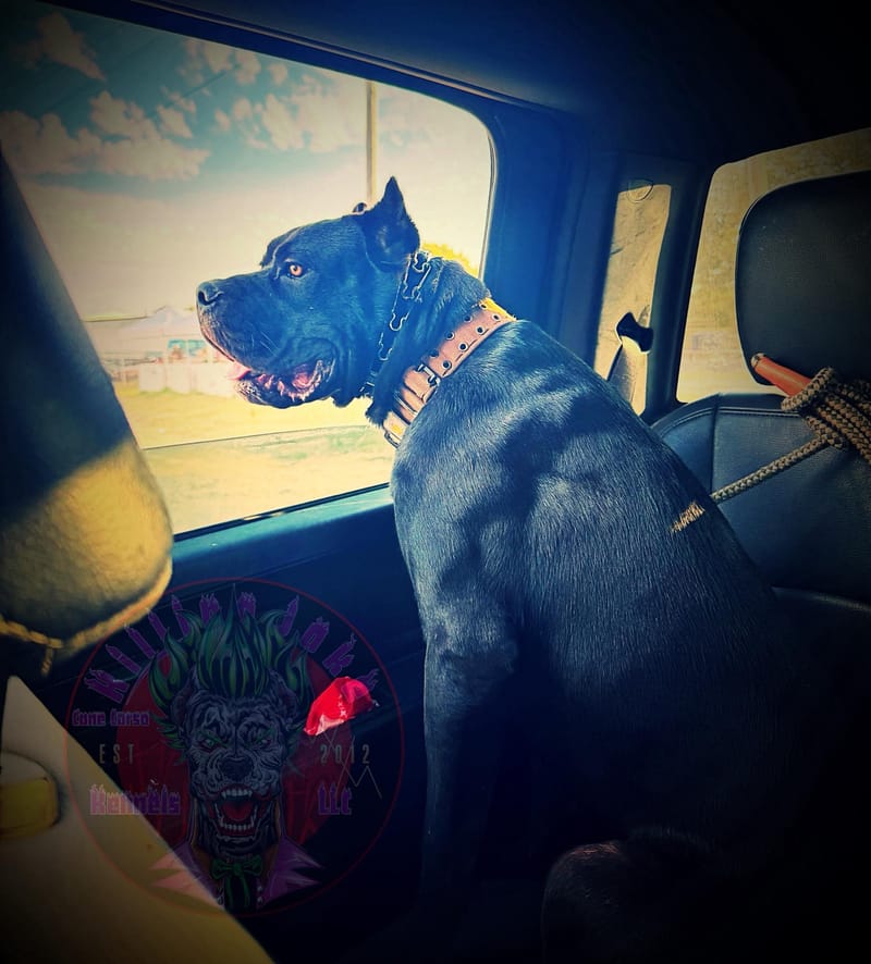 Toxin Venomsson (Pending)