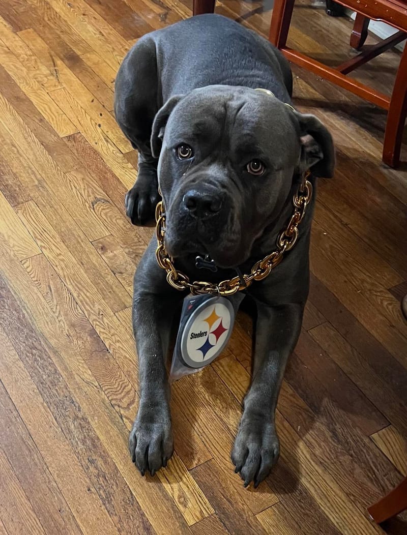 Maximus