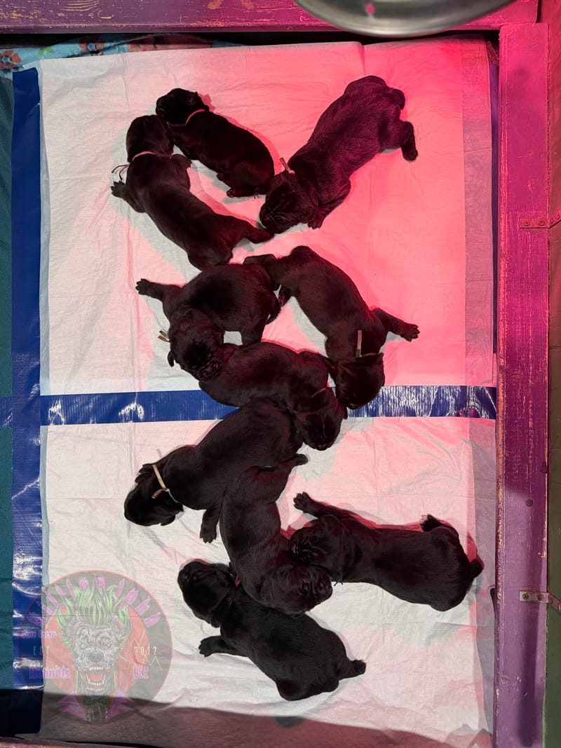Nala's Litter (Client owned)