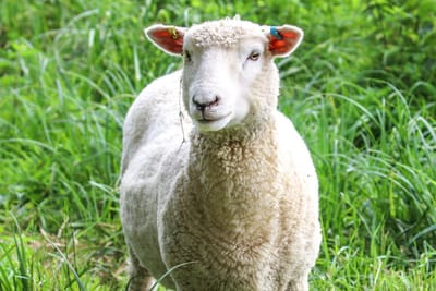 افضل انواع اللحوم في جدة