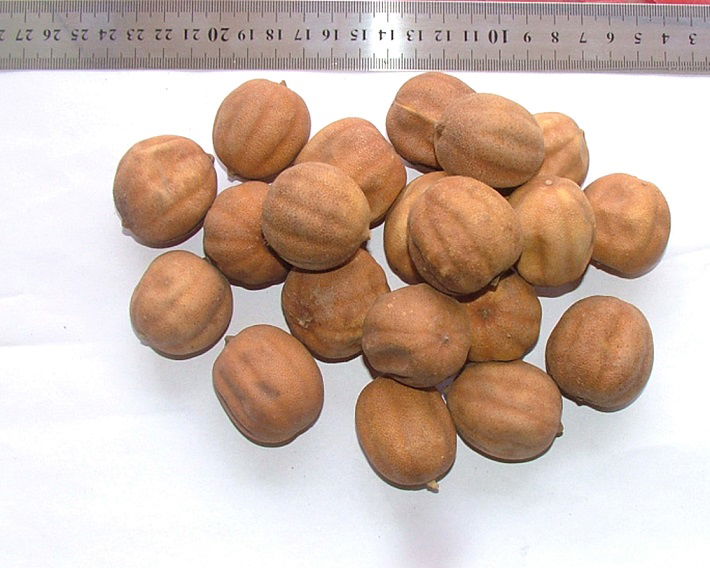 Yellow Lemon Whole