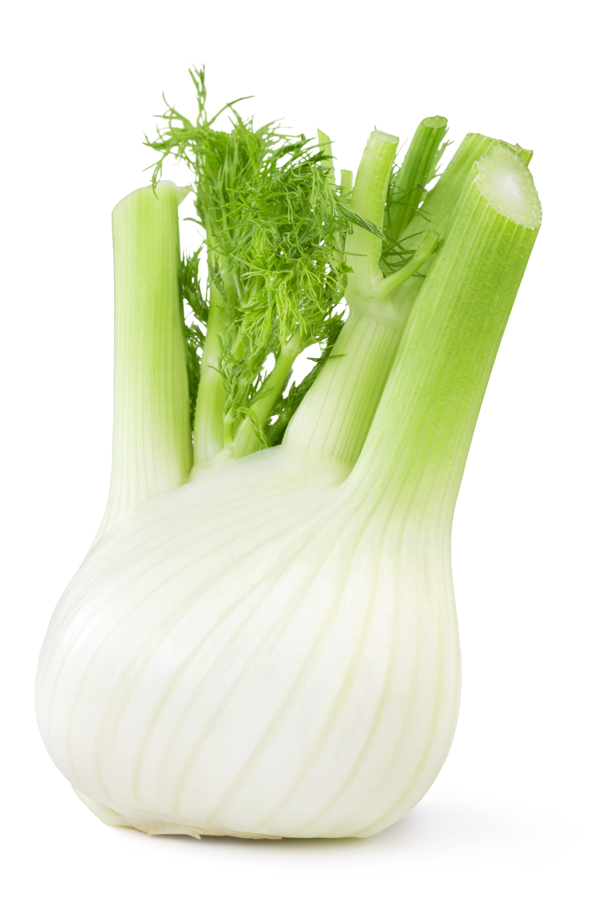 Green fennel