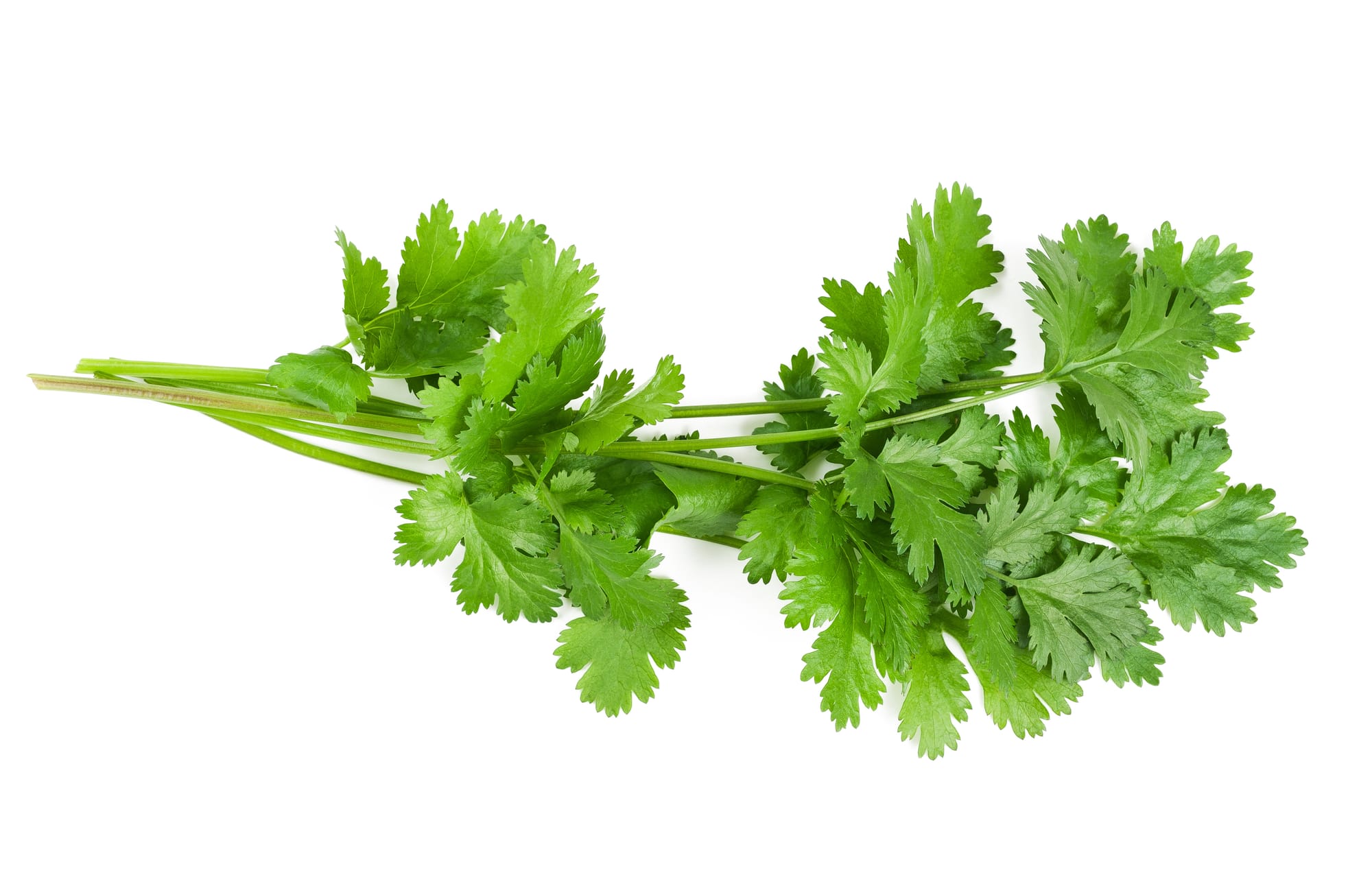 coriander