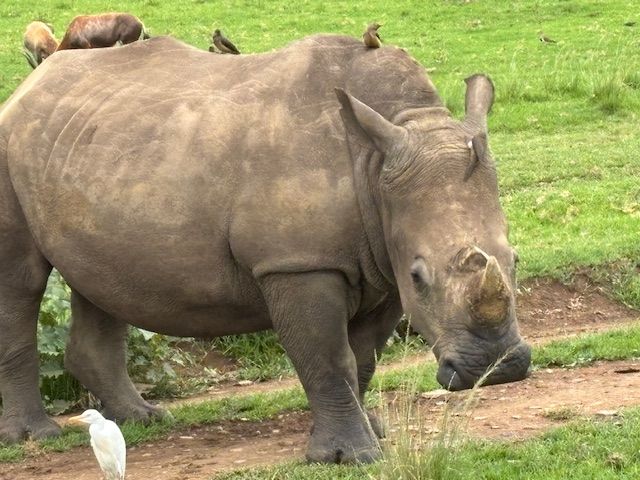 World Cruise: April 2026 South Africa to Portugal